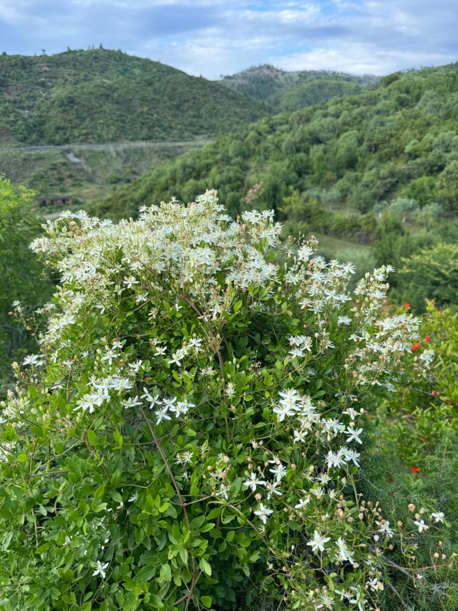 Qyteza Guest House & Camping Shkodra Exterior foto
